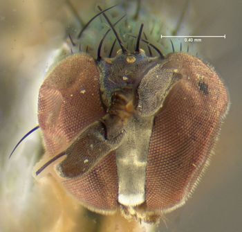 Media type: image;   Entomology 7619 Aspect: head frontal view